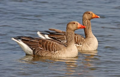 Anser anser, Greylag Goose