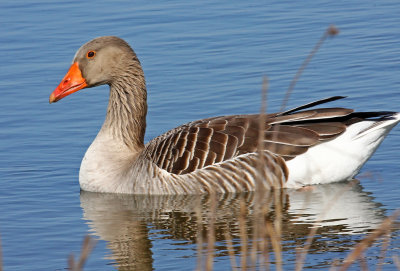 Anser anser, Greylag Goose