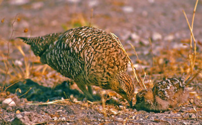 Pterocles namaqua, Namaqua Sandgrouse, female