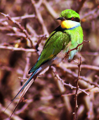 Merops hirundineus, Swallow-tailed Bee-eater