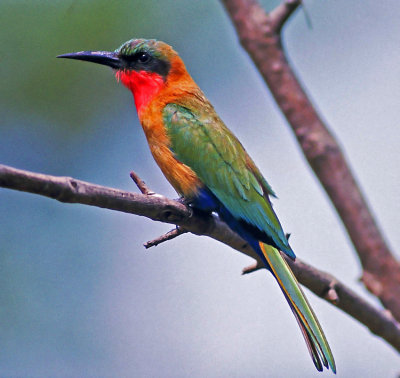 Merops bulocki, Red-throated Bee-eater