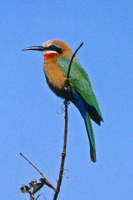 Merops bullockoides, White-fronted Bee-eater