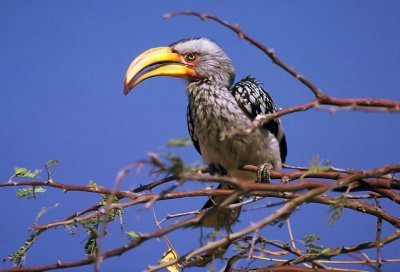 Tockus leucomelas, Southern Yellow-billed Hornbill