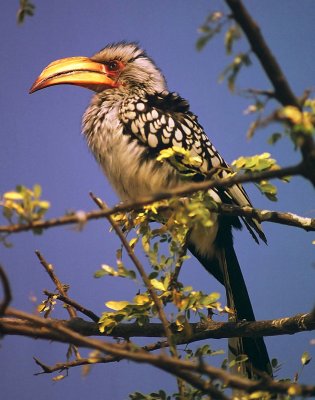 Tockus leucomelas, Southern Yellow-billed Hornbill