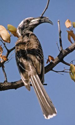 Tockus nasutus, African Grey Hornbill, male