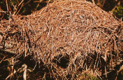 Scopus umbretta, Hamerkop's nest