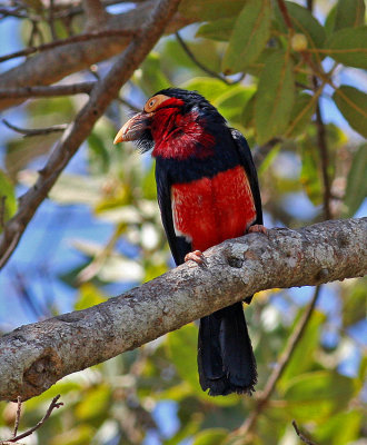 Lybius dubius, Bearded Barbet