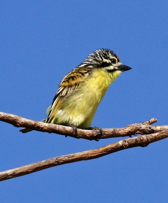 Pogoniulus chrysoconus, Yellow-fronted Tinkerbird