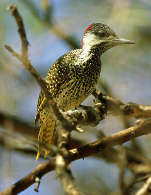 Campethera abingoni, Golden-tailed Woodpecker, female
