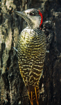 Campethera abingoni, Golden-tailed Woodpecker, female