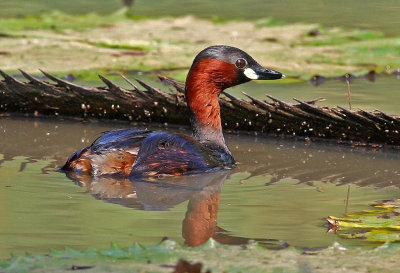 Podicipedidae