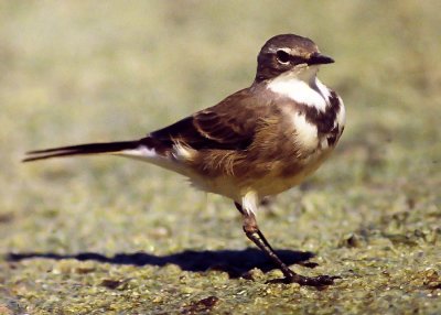 Motacilla capensis, Cape Wagtail