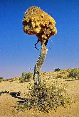 Philetairus socius, Sociable Weaver