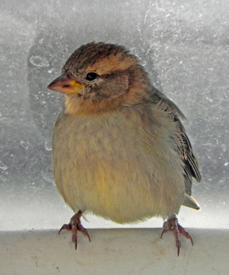 Passer domesticus, House Sparrow