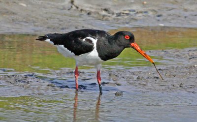 Haematopus ostralegus, Eurasian Oystercatcher