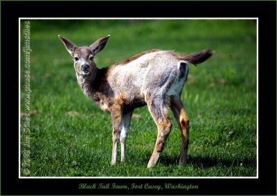 Black Tail Deer