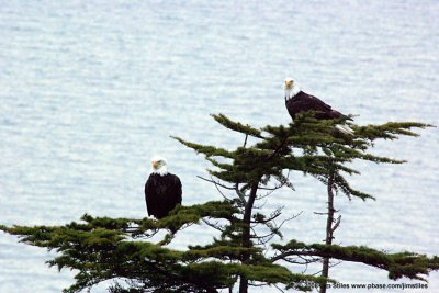 Bald Eagles