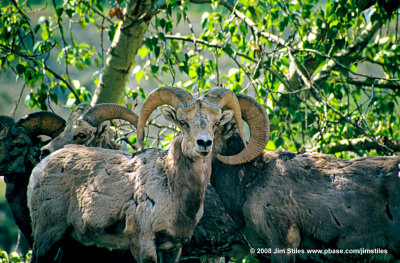 BigHornSheep_0092-copy.jpg