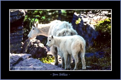 MountainGoats_0051-copy-b.jpg