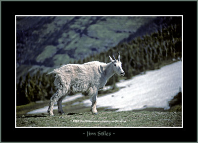 MountainGoats_0097-copy-b.jpg