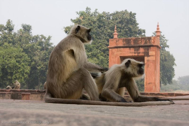 Agra-136.jpg