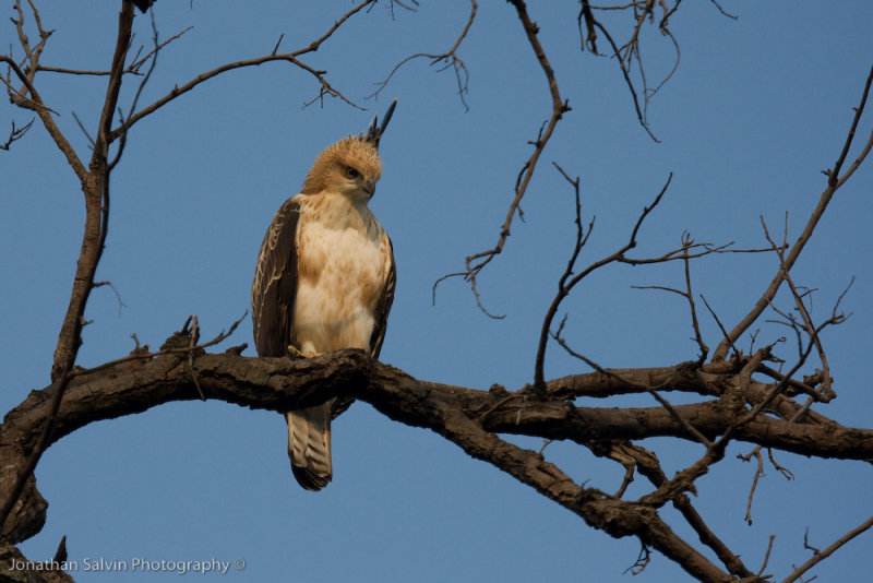 Bandhavgarh National Park-301.jpg