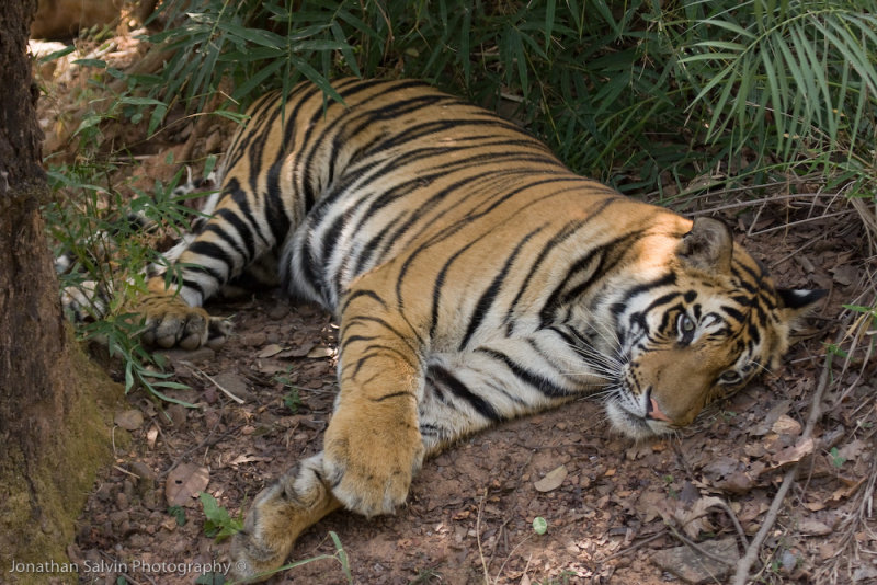 Bandhavgarh Tigers-174.jpg