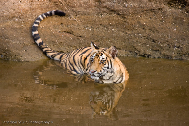 Bandhavgarh Tigers-80.jpg