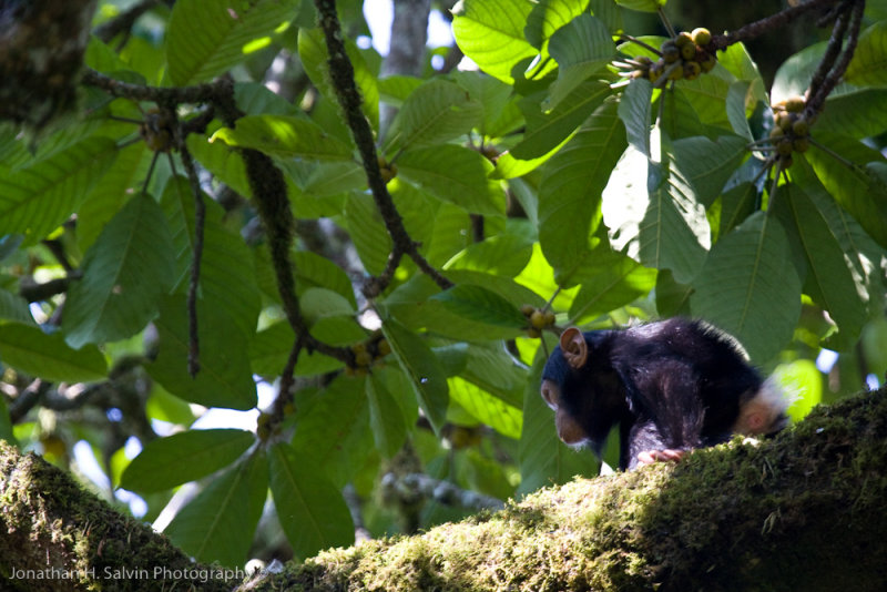 Kibale Chimpanzee-196.jpg
