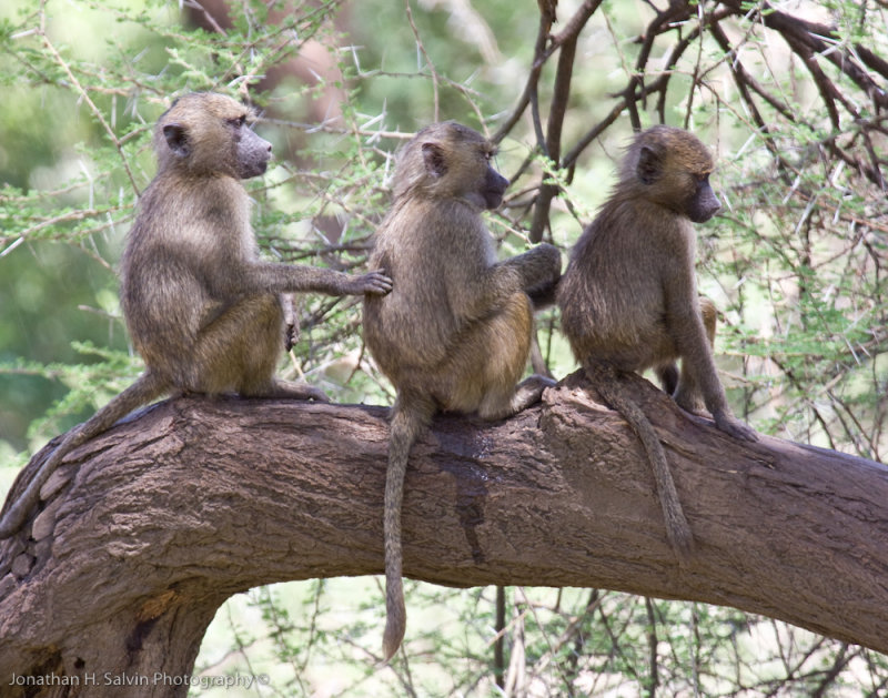 Tanzania Animals-54.jpg