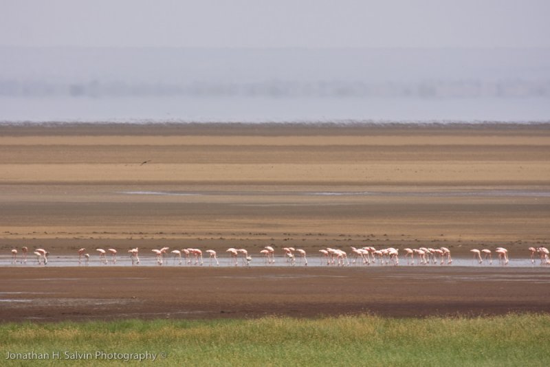 Tanzania Birds-1.jpg