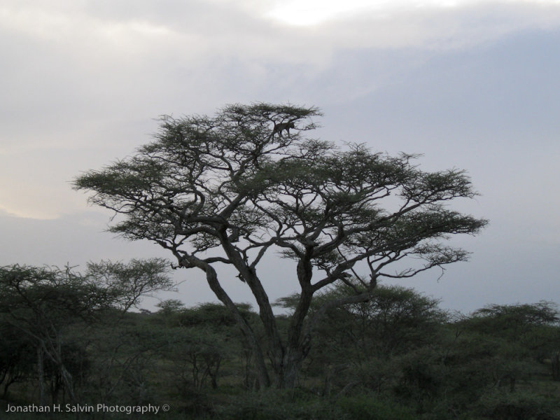 Tanzania Leopard-37.jpg