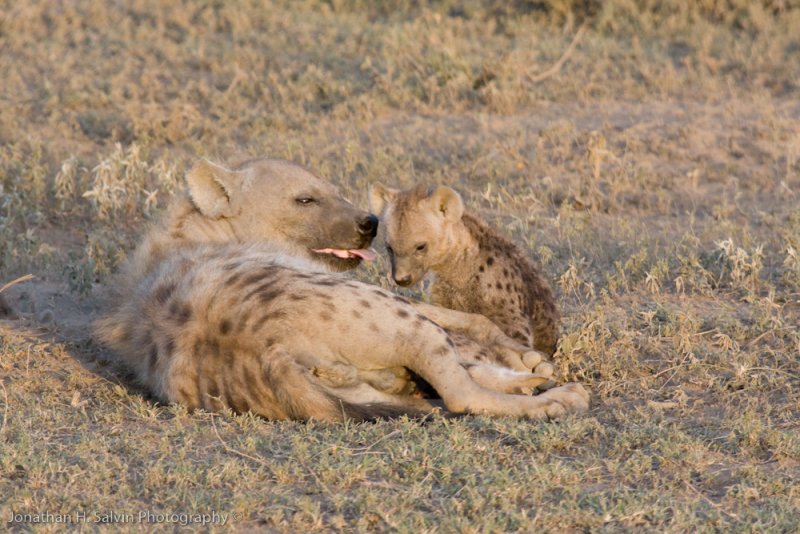Tanzania Spotted Hyena-34.jpg
