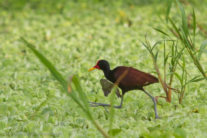Amazon Peru-161.jpg