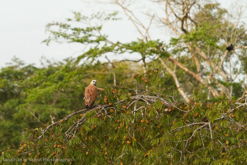 Amazon Peru-37.jpg