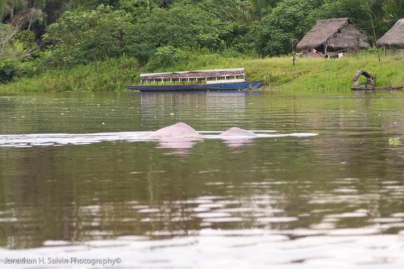Amazon Peru-526.jpg
