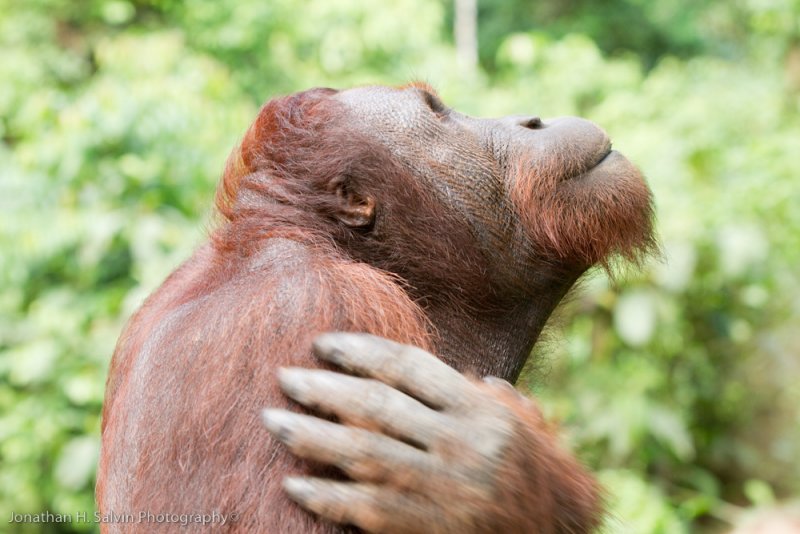 Sepilok Orangutan Rehab-_MG_6495.jpg