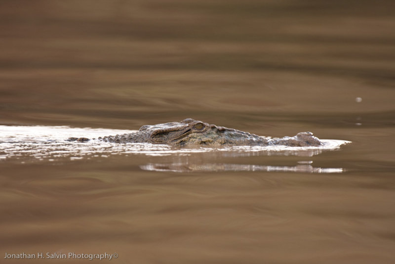 Kinabatangan River-_MG_6443.jpg