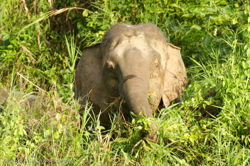Kinabatangan River-_MG_6808.jpg