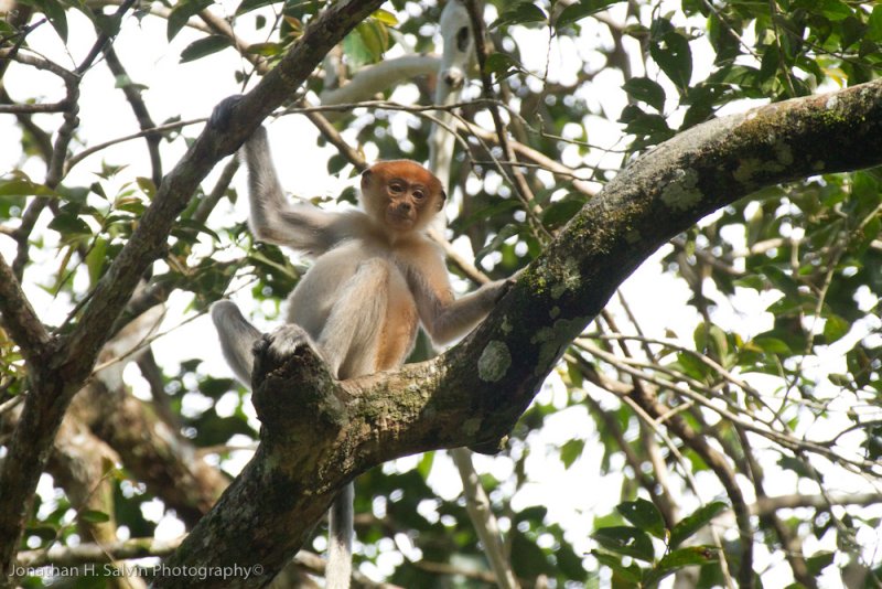 Kinabatangan River-_MG_7147.jpg
