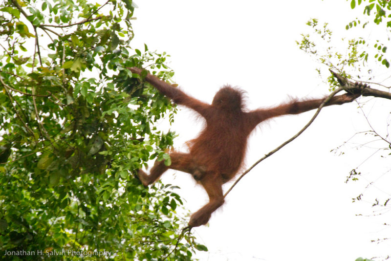 Kinabatangan River-_MG_7209.jpg
