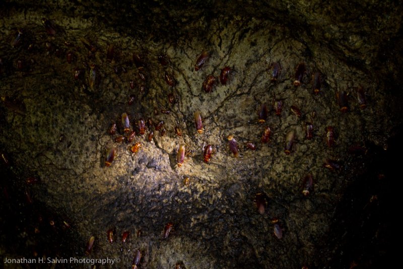 Gomantong Cave-_MG_7069.jpg