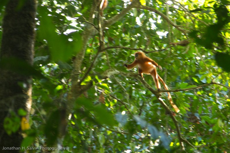 Danum Valley-_MG_7305.jpg