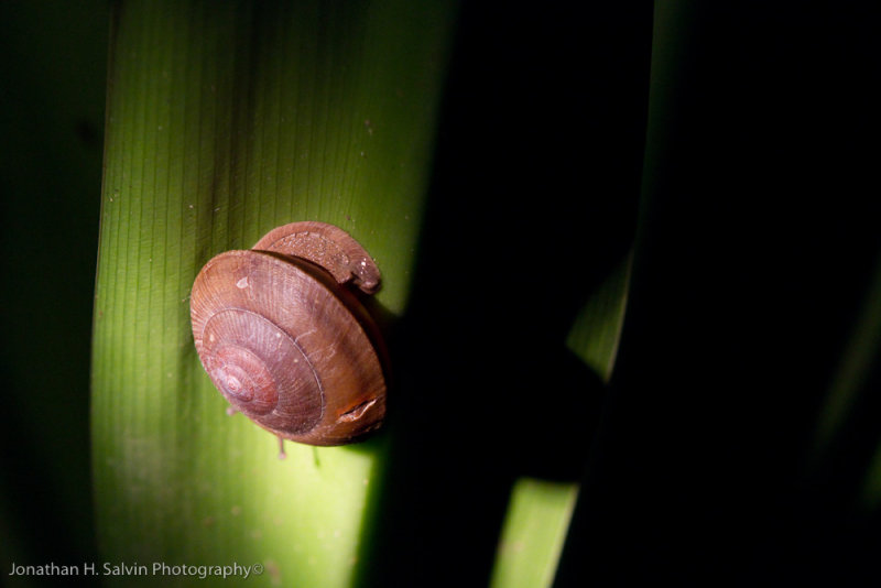 Danum Valley-_MG_7620.jpg