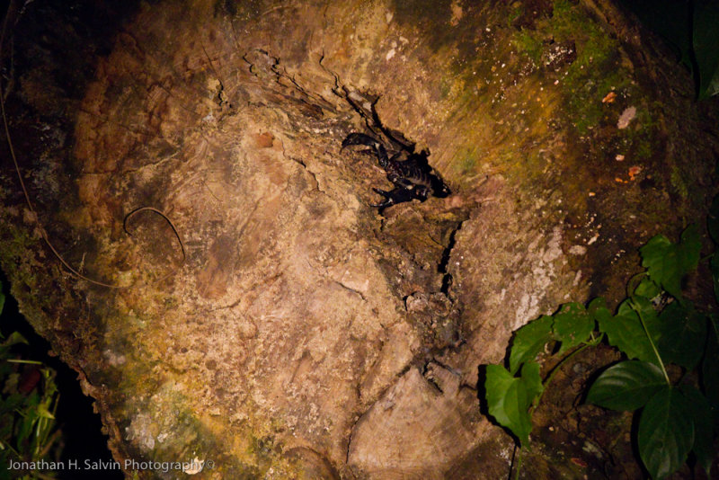 Danum Valley-_MG_7771.jpg
