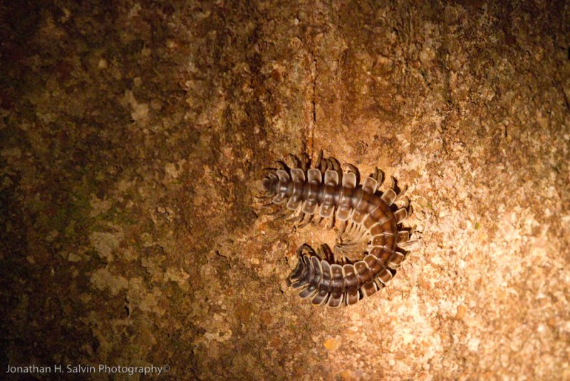 Danum Valley-_MG_7785.jpg