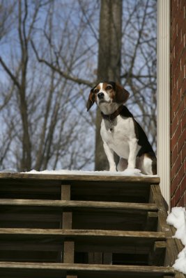 Dogs-1.jpg