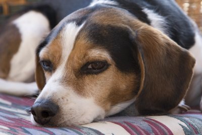 Dogs-14.jpg