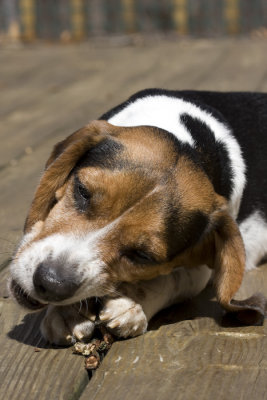 Dogs-17.jpg