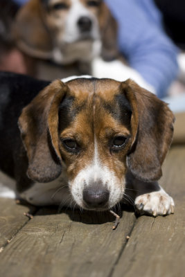 Dogs-18.jpg